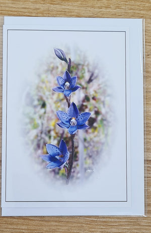 SPOTTED BLUE SUN ORCHID (BRUNY ISLAND)
